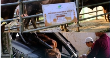 Berbagi Kasih di Hari Raya Iedul Adha 1446 H. Pt Tirta Asasta Potong Hewan Qurban